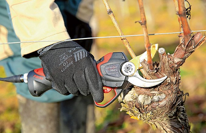 Lorsque la saison de taille est terminée, la société française Infaco propose à tous les vignerons détenteurs de sécateurs Electrocoup de faire réviser leur outil de travail entre avril et septembre. Photo : Infaco