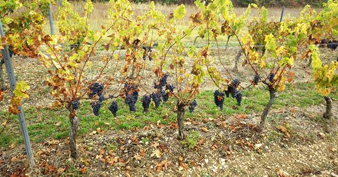 La carence en potassium peut induire un mauvais aoûtement des sarments et une baisse de productivité de la vigne. Crédit photo : T. Massol/CA81