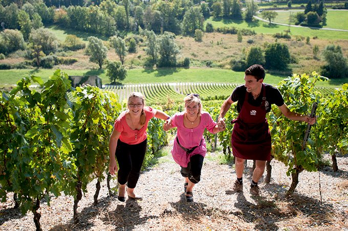 Au sein du réseau Bienvenue à la ferme, certains viticulteurs proposent des promenades dans les vignobles, des dégustations au caveau… Crédit photo : APCA
