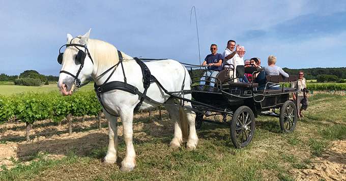 Pour mener la calèche, Jean-Claude Pellegrin a dû passer le galop 5 d’attelage et prendre une assurance supplémentaire. Photo : Sylvie Pellegrin