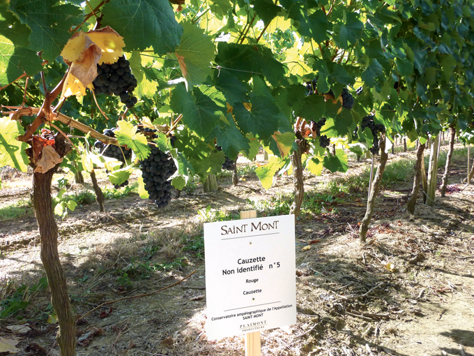 Le causette n° 5 fait partie des cépages implantés dans le conservatoire des viticulteurs de la coopérative de Plaimont (32). Crédity photo : Plaimont.