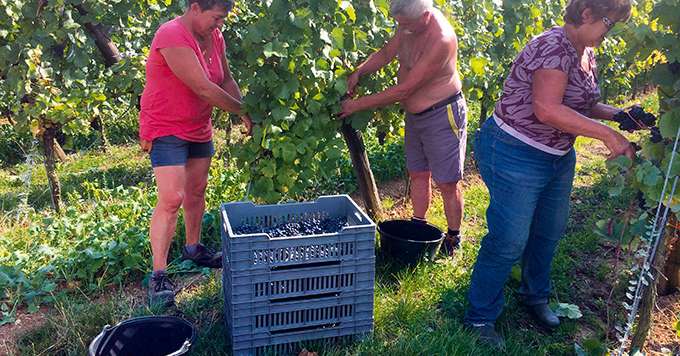 Pour le pinot noir Renaissance, Xavier Baril a choisi une parcelle de 60 ares aux grappes bien aérées. Les raisins sont récoltés très mûrs (15 ° à 15,5 °naturel). Photos : Domaine Fernand Engel