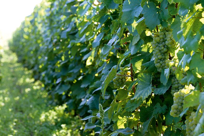 Chaque année, le domaine Selosse produit, sur ses 8,5 hectares, 60 000 bouteilles de vins, avec 14 cuvées différentes. Photo : Isabelle Rozenbaum