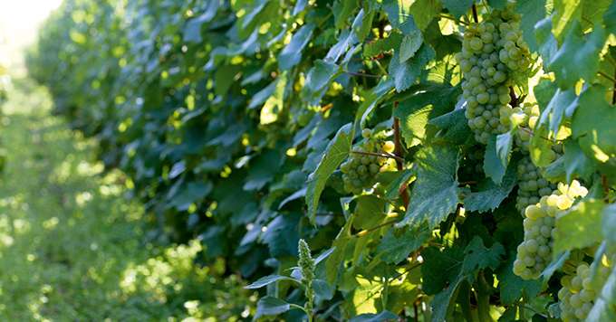 Chaque année, le domaine Selosse produit, sur ses 8,5 hectares, 60 000 bouteilles de vins, avec 14 cuvées différentes. Photo : Isabelle Rozenbaum
