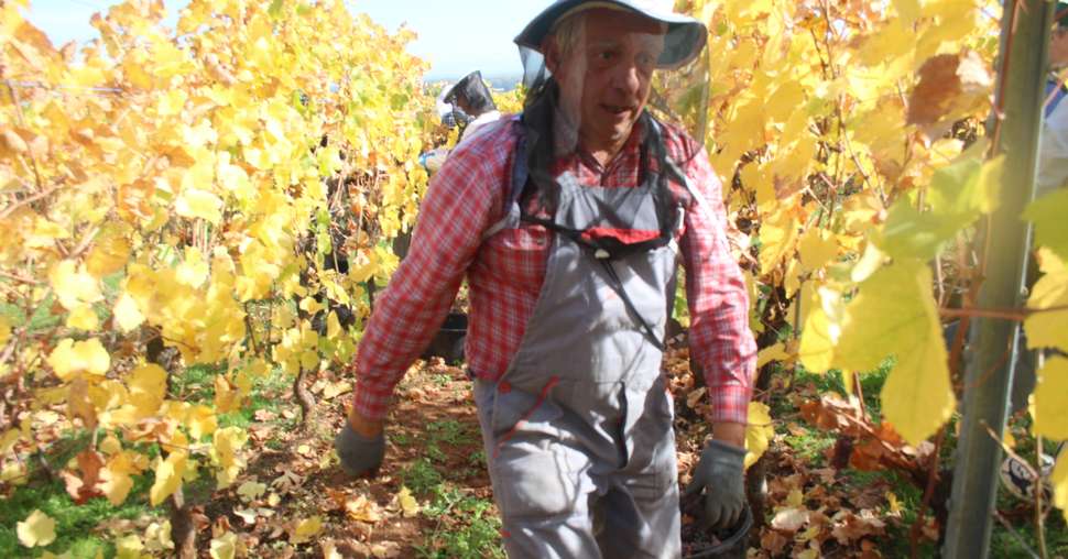 Les vignerons alsaciens vendanges en tenu d'apiculteur (D.Lefevbre)