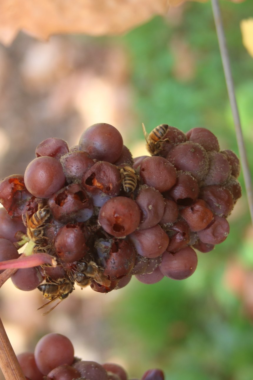 abeilles sur vigne