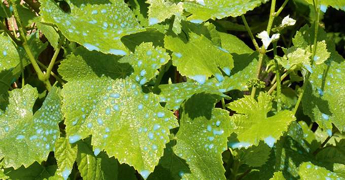 Selon les millésimes, les pratiques des viticulteurs, la teneur  en cuivre dans les moûts sera plus ou moins importante. © Licha67/fotolia