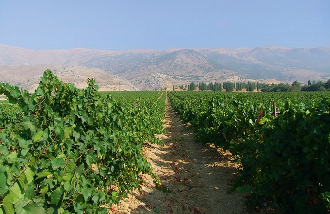 Vignoble de Château Kefraya au Liban, au pied du mont Barouk, situé dans la plaine de la Bekaa à plus de 1 000 mètres au-dessus de la Méditerranée. © château Kefraya