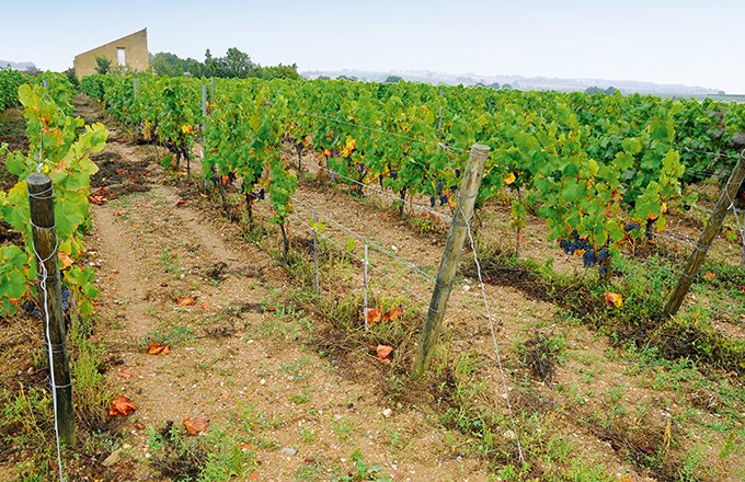 L’interprofession France vin bio a confié à la mission prospective de FranceAgriMer avec l’appui de l’IHEV Montpellier SupAgro une étude prospective pour élaborer des stratégies gagnantes. © L. Theeten/pixel image