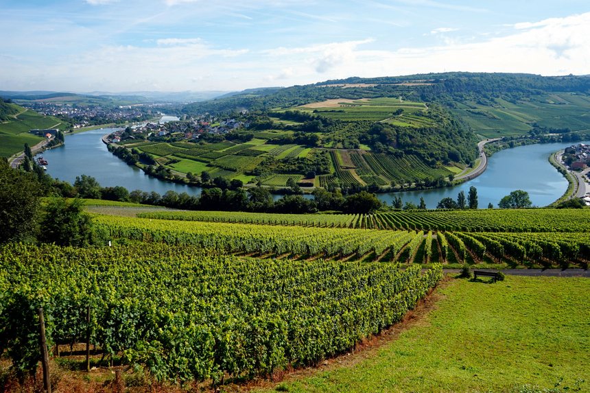 Le Luxembourg est aussi un pays producteur de vin avec 1 289 ha de vignoble, soit 12,5 millions de litres produits en 2015. Le crémant représente 22 % de la production viticole luxembourgeoise.  © Valery Shanin