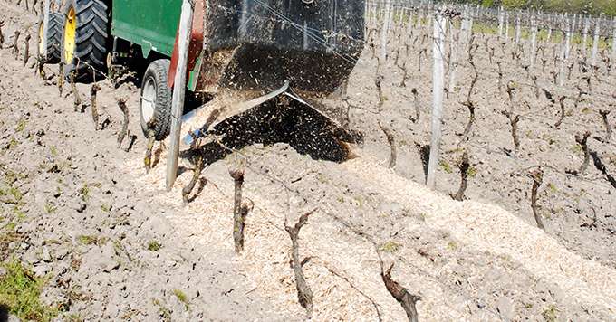 Le domaine La Champinière (Cour-Cheverny) a choisi de tester un paillage de miscanthus dans ses vignes, sur le cavaillon, contre les stress hydriques et l’enherbement. Photos : O. Lévêque/Pixel Image