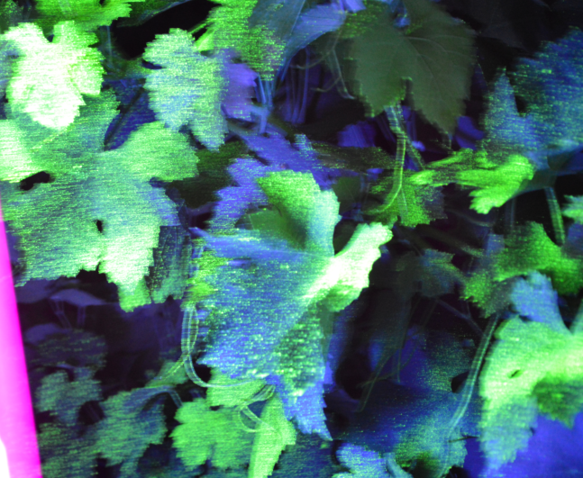 Sous la lampe ultraviolette, on peut observer la répartition des gouttes et leur grosseur sur la végétation (C.Even)