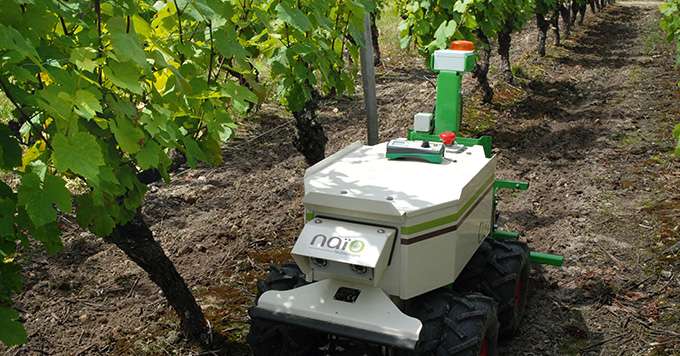 Oz, le robot de Naïo technologies, est destiné  au binage dans les vignes  ou en maraîchage.  Photo : O. Lévêque/Pixel image