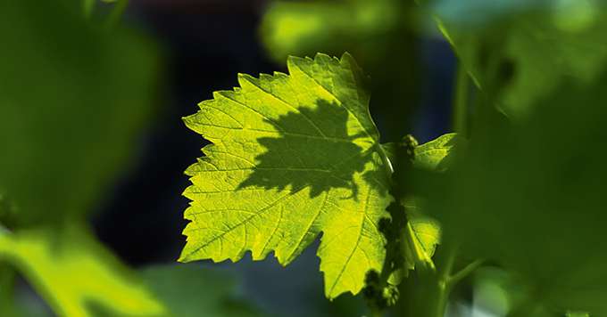 Le segment des « biostimulants » est en plein boom au niveau mondial avec une croissance annuelle à deux chiffres. Photo : fotolesnik/fotolia