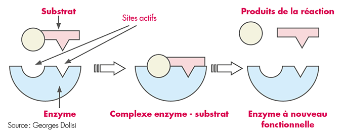 Une enzyme est une protéine qui permet de catalyser, c’est-à-dire d’accélérer les réactions chimiques. Elles possèdent des « sites actifs » sur lesquels se fixent des substrats qui vont pouvoir se transformer en produits. L’activité enzymatique peut être résumée par le concept : enzyme + substrat = produit.