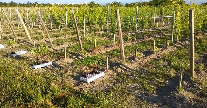 55 variétés de porte-greffe inscrites en France et à l’étranger ont été implantées sur une parcelle de l’Inra de Bordeaux. Objectif ? Réactualiser ou acquérir des connaissances sur ce matériel végétal.  Photo : Inra Bordeaux