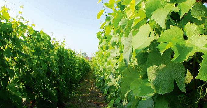 La couleur des feuilles peut donner une indication du statut azoté de la vigne, mais pas seulement ! D’autres facteurs peuvent intervenir, comme les carences ou les maladies. Photo : R. Rapp/Pixel Image