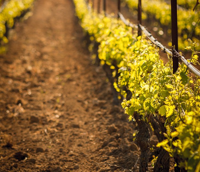 À quoi ressemblera la viticulture en 2050, et comment s’adaptera la filière au réchauffement climatique ? Le projet Laccave de l’Inra cherche à donner des éléments de réponse à travers quatre prospectives. Photo : Alessio Orrù/Fotolia