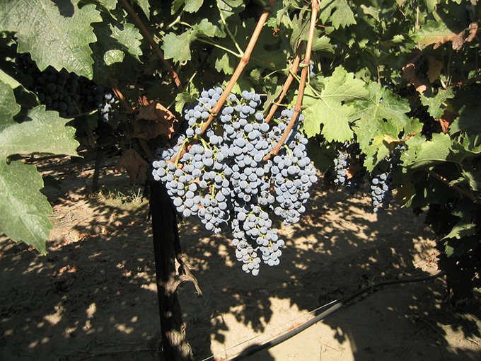 Une récolte homogène est indispensable pour l’obtention de vins de qualité, riches en composés phénoliques. Photos : DR
