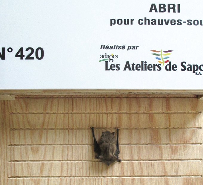 Un suivi des gites posés dans l’Hérault a démarré en 2016. Globalement, le taux d’occupation est de 50 %, essentiellement par des pipistrelles. Photo : CD de l’Hérault.