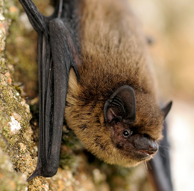 Une pipistrelle peut consommer un tiers de son poids en insectes en une nuit. Photo : L. Jouve/SHNA