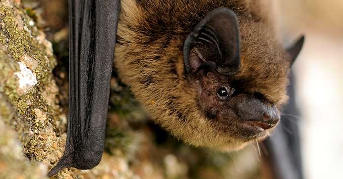 Une pipistrelle peut consommer un tiers de son poids en insectes en une nuit. Photo : L. Jouve/SHNA