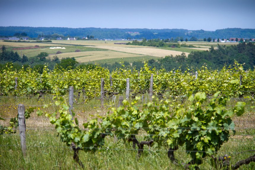 323 nouveaux viticulteurs bio en 2016. © L. Theeten / Pixel Image