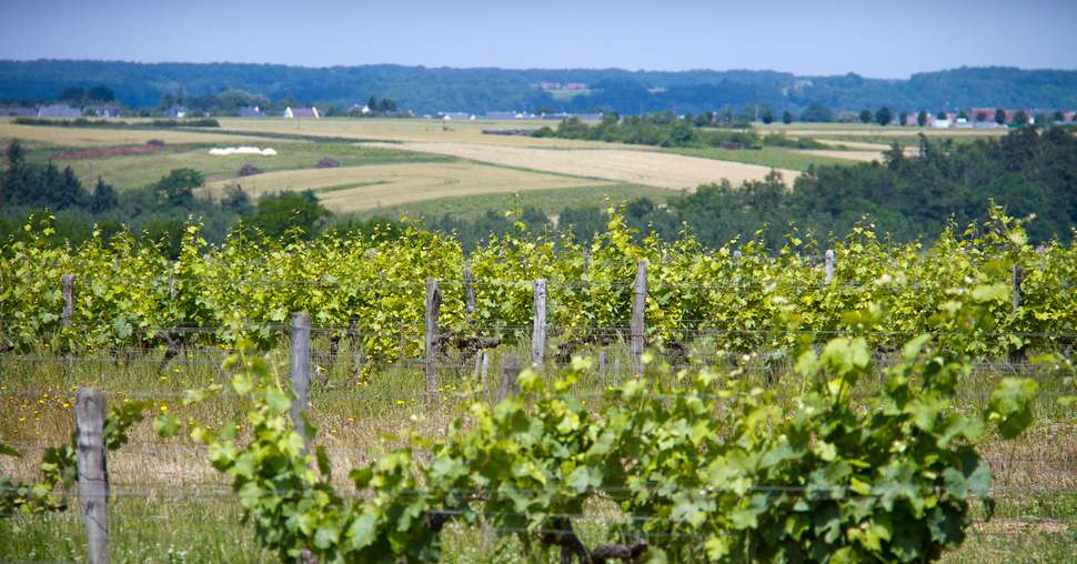 323 nouveaux viticulteurs bio en 2016. © L. Theeten / Pixel Image