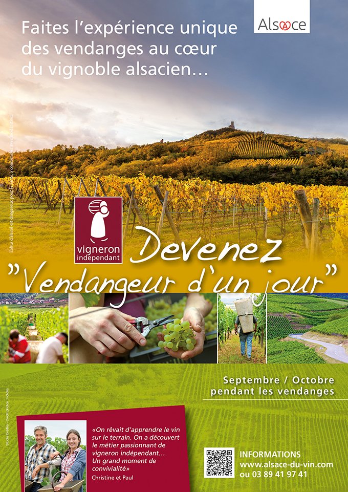 En Alsace, plus d’une centaine de prestations « Vendangeur d’un jour » ont été vendues en 2015 à des touristes français ou étrangers. DR