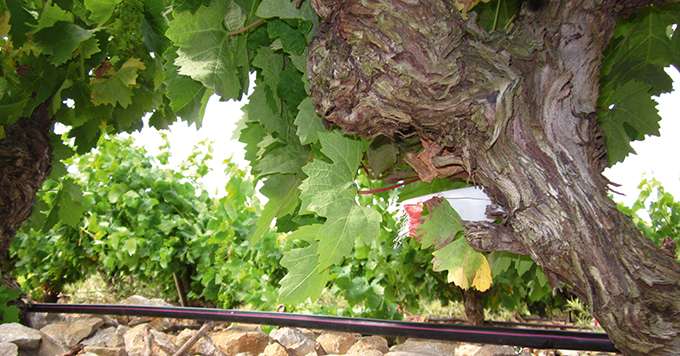 L’irrigation des parcelles a été assurée par un système d’irrigation aérien par goutte-à-goutte. Les diffuseurs, positionnés au niveau de chaque cep au niveau du sol pour le carignan, et à 30 cm du sol pour le viognier. Photo : Flor Etchebarne