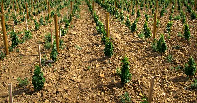 Pour Pierre Morin, viticulteur à Bué et président de Ceps Sicavac, cette démarche autour des plants de qualité doit se faire en collaboration totale avec les pépiniéristes. Photo : Chris Kissack