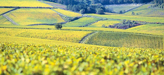 Le marché des vignes pèse 803,9 millions d’euros