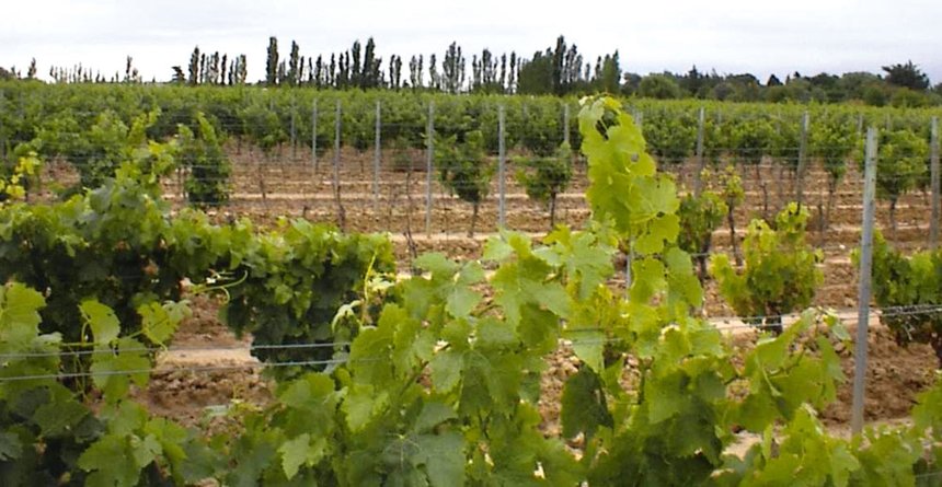 Dans la région de Sérignan, les viticulteurs observent des signes de salinité sur leurs parcelles ainsi qu’une augmentation du dépérissement de la vigne. D’abord localisées, ces apparitions de « taches  salées » sont désormais  plus généralisées. © DR