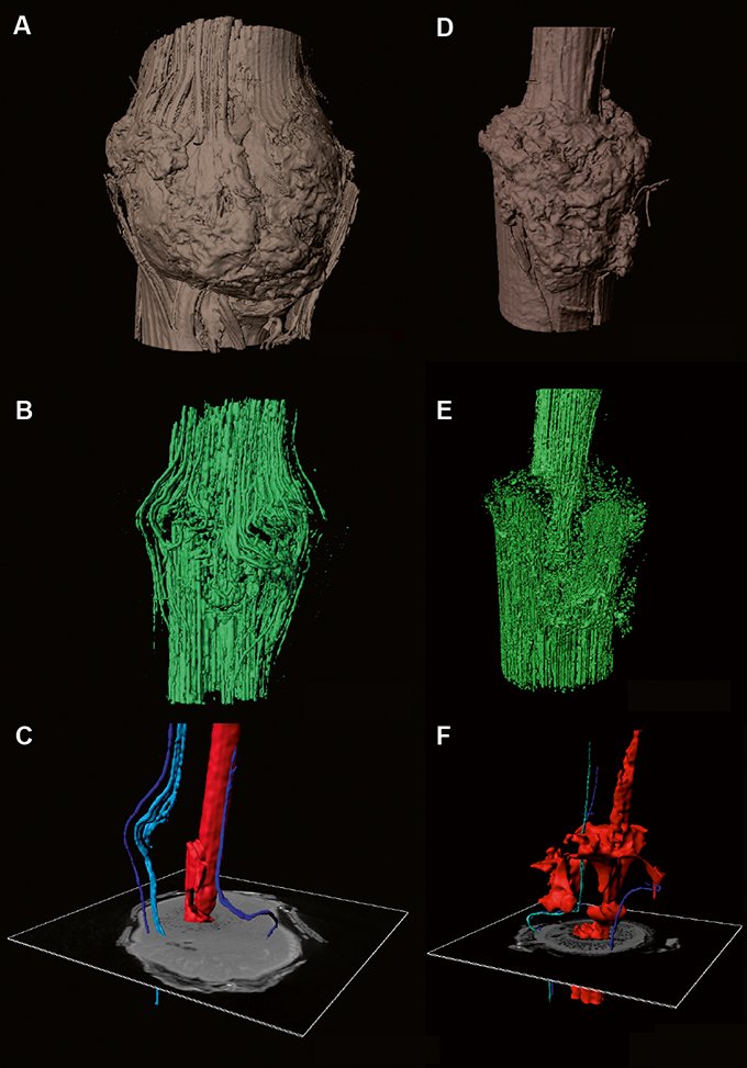 Ces deux séries d’images issues de tomographie RX montrent deux plants différents et permettent de distinguer une « bonne » greffe (images A, B, C) d’une moins bonne (images D, E, F).