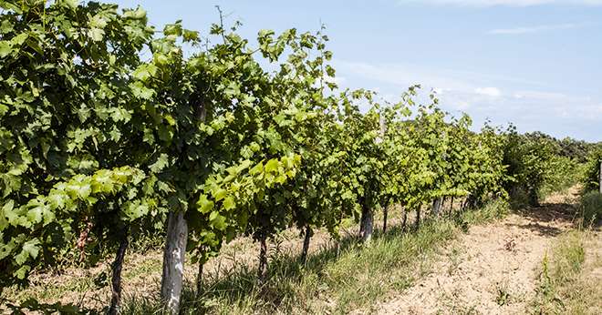 Le régime hydrique idéal de la vigne semble consister en l’apparition d’une contrainte faible à modérée en cours de saison pour les blancs de qualité, et modérée à forte pour les rouges de garde, riches en composés phénoliques. Photo : fiore56 - Fotolia