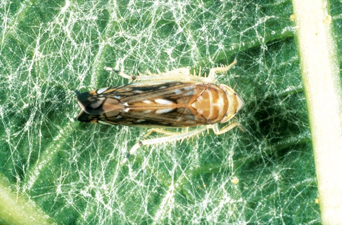 Les essais ont comparé l’effet du Pyrévert, le seul traitement autorisé en Bio sur cicadelle de la flavescence dorée, avec d’autres pistes de travail telles que l’Argibio, le silical et l’huile de neem.Photos : Della Giustina William/Inra