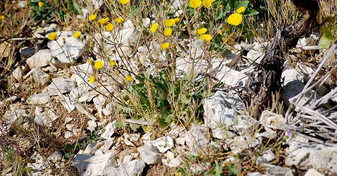 Dans les vignes de France, 80 % de la flore présente est commune à toutes les régions et 20 % représentent des spécificités régionales. Le crépis fétide par exemple (photo) n’est pas présent en Alsace, Champagne et dans le Val de Loire, il peut en revanche être trouvé en Bourgogne et dans la vallée du Rhône. Photos : E. Thomas / Pixel image