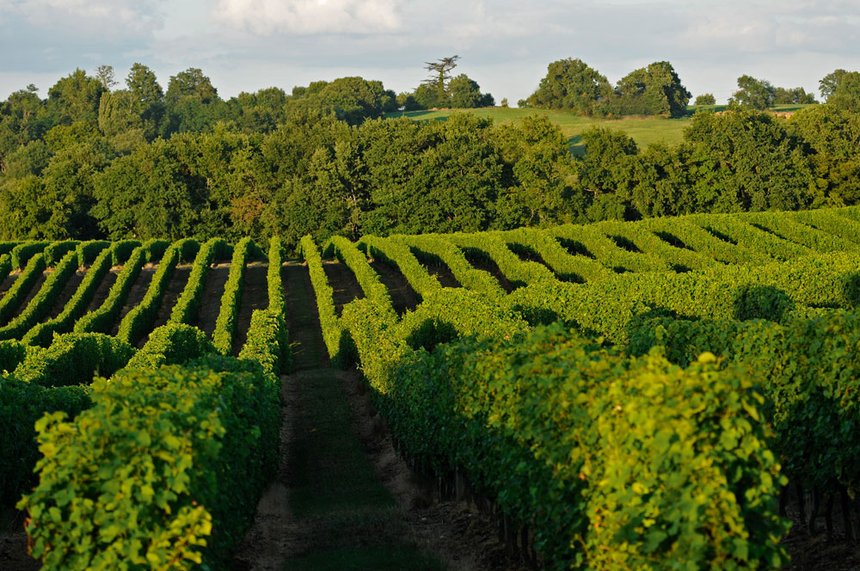 Vignobles du domaine du Tariquet, près d’Eauze (Gers). Avec 8 millions de cols par an, la marque de la famille Grassa est « l’autre » grand ambassadeur des côtes-de-gascogne. © M. Carossio