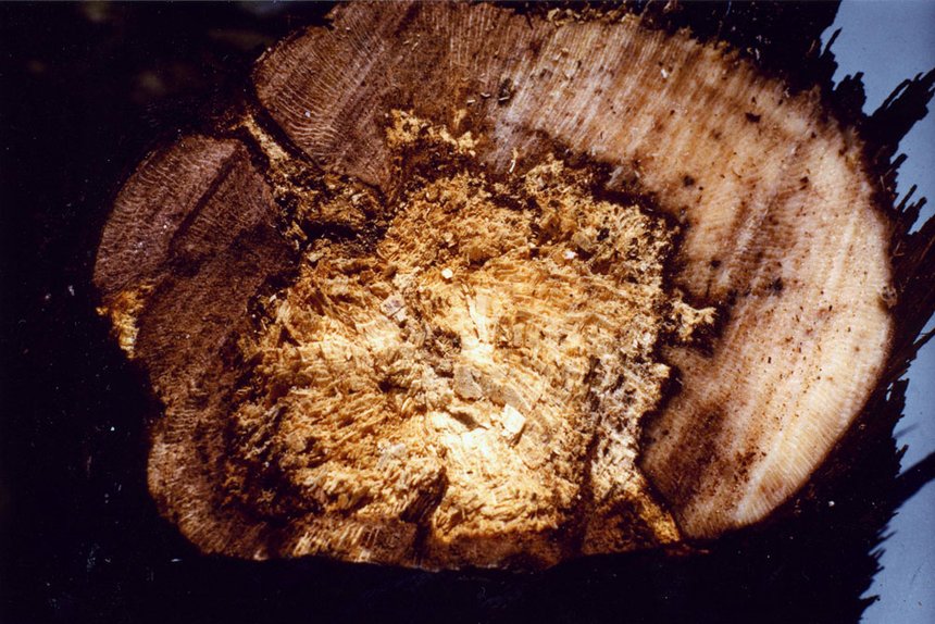 Esca : nécrose interne du tronc (aspect « amadou »). © P. Larignon / IFV