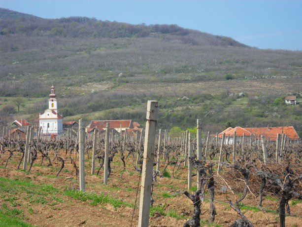 En Serbie, si l’ambition viticole est bien présente, l’export est pour l’instant limité aux marchés de proximité. © Stéphane Badet