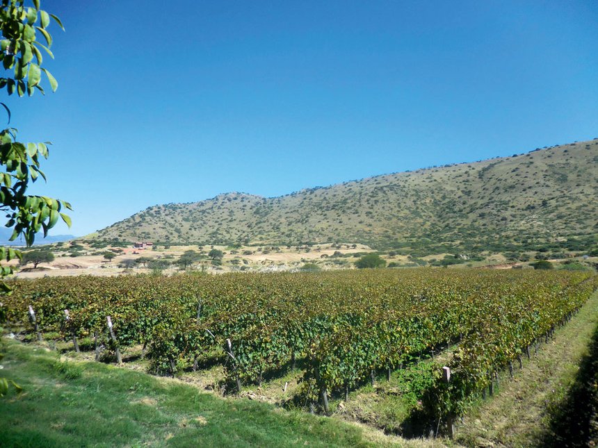 Le gouvernement bolivien a la volonté de développer la filière viticole et l’export, surtout sur les marchés de proximité comme le Brésil ou vers les USA ou l’Europe. © S. Badet