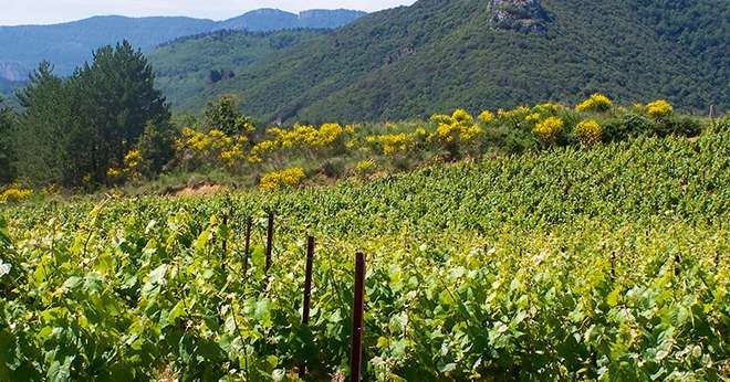 Le vignoble limouxin a été l’un des sites européens retenus dans le cadre européen  du projet Life + BioDiVine entre 2010 et 2014. Le bilan « biodiversité » est positif. Photo : CA Aude