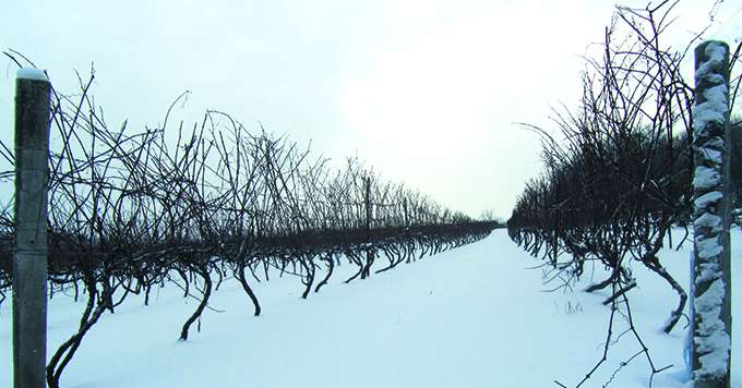 Les « Vitis vinifera » représentent aujourd’hui moins de 5 % des surfaces viticoles québécoises, un pourcentage appelé à progresser. Photo : David Bessenay