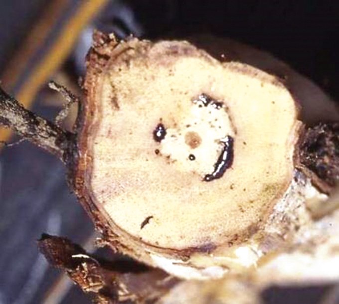 Plusieurs champignons sont associés à la maladie de Pétri : « Phaeomoniella chlamydospora », plusieurs espèces de «Phaeoacremonium », de Cadophora et « Pleurostomophora richardsiae ». Ci-dessus, une coupe transversale montrant le suintement de la sève xylémienne de couleur noirâtre. Photo : Dr M. Jaspers, Lincoln University, Nouvelle-Zélande
