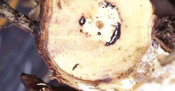 Plusieurs champignons sont associés à la maladie de Pétri : « Phaeomoniella chlamydospora », plusieurs espèces de «Phaeoacremonium », de Cadophora et « Pleurostomophora richardsiae ». Ci-dessus, une coupe transversale montrant le suintement de la sève xylémienne de couleur noirâtre. Photo : Dr M. Jaspers, Lincoln University, Nouvelle-Zélande