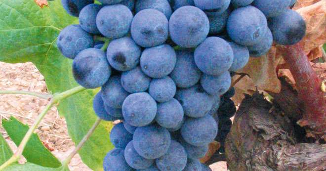 Le ferradou, croisement intra-spécifique créé il y a peu par l’Inra, possède une bonne tolérance au stress hydrique. © INRA - IFV - Montpellier SupAgro (source PlantGrape)