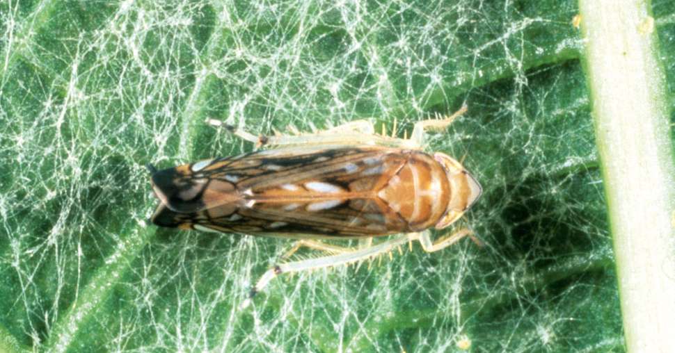 Des travaux sont en cours sur les endophytes visant à contrôler la capacité de la cicadelle de la flavescence dorée à disséminer le phytoplasme de la flavescence dorée. © Della Giustina William/Inra