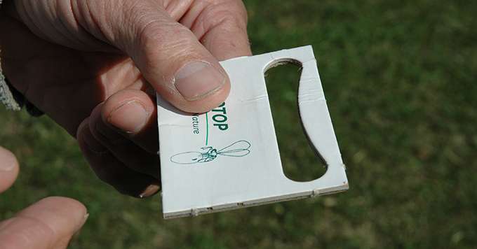 La société Biotop propose des trichogrammes pour lutter contre le vers de la grappe  des vignes.  Photo : N. tiers/Pixel Image