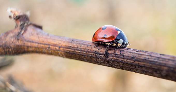Les larves de coccinelle sont des auxiliaires efficaces contre les acariens, la cicadelle (œufs) ou les tordeuses. Photo : Eléonore H/Fotolia