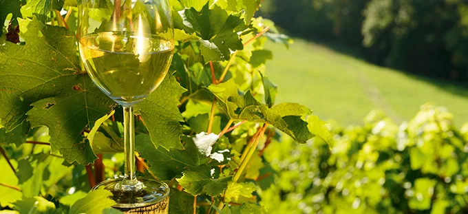 Faut-il réglementer le concept de vin naturel?